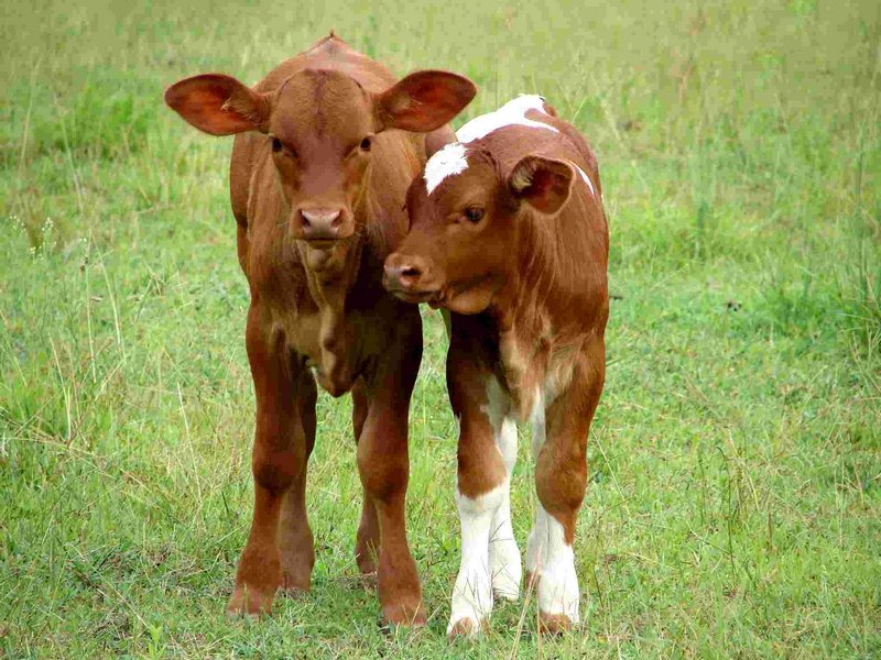 Animal Food - Proizvodi za preživare